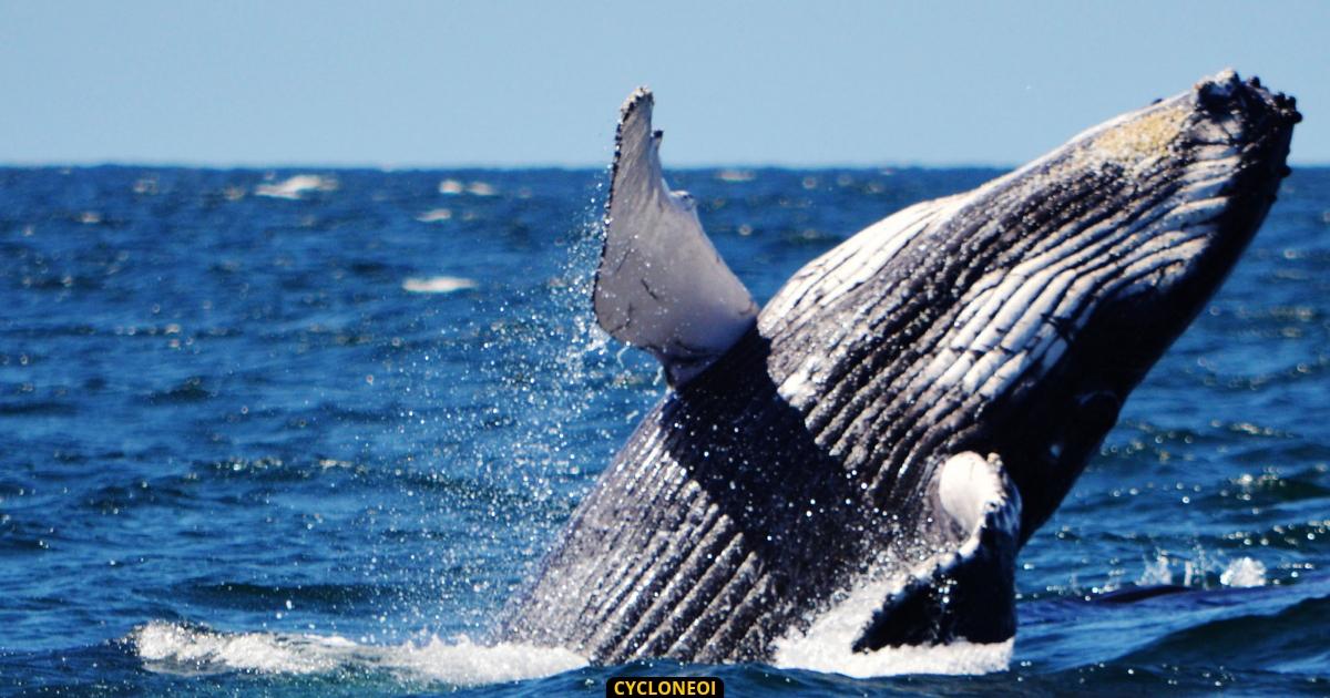 Saison des baleines 2023: