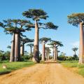 Baobab trees in madagascar
