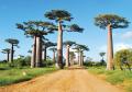 Baobab trees in madagascar
