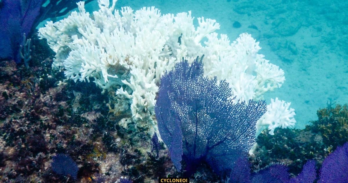Blanchissement massif des coraux : une alerte mondiale déclenchée