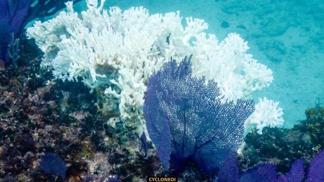 Blanchissement massif des coraux : une alerte mondiale déclenchée