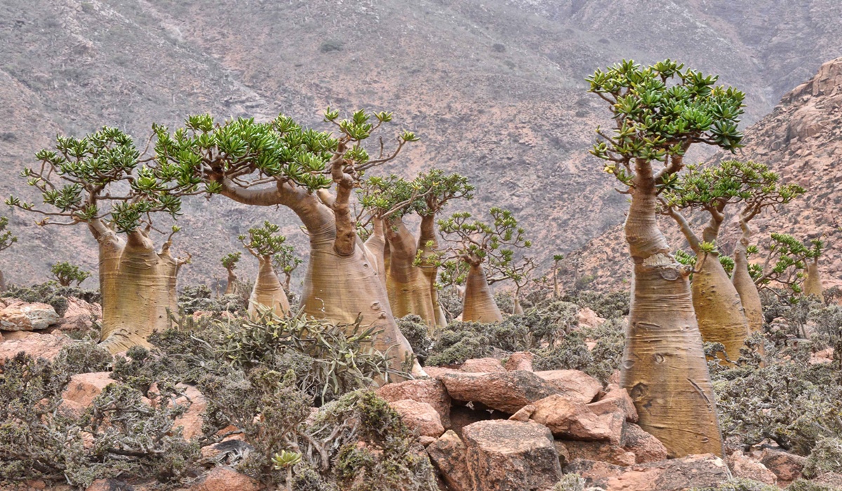 Socotra Bottle Trees