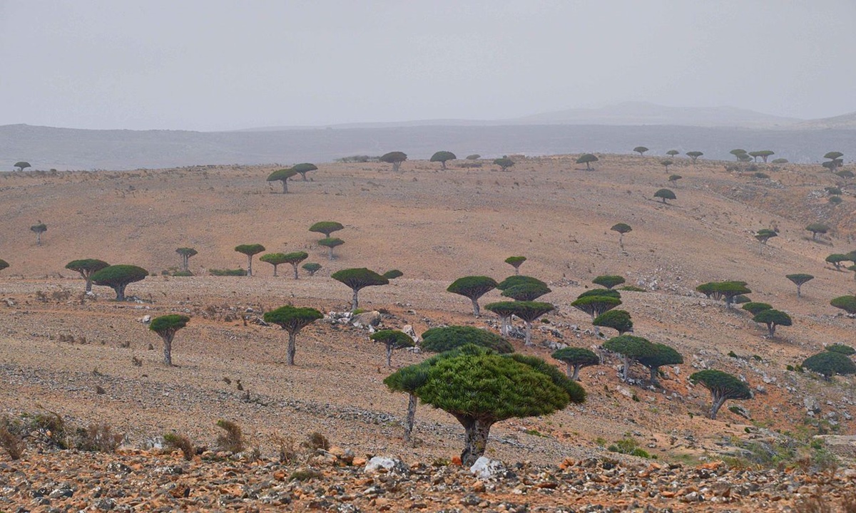 Foret d'arbre du dragon