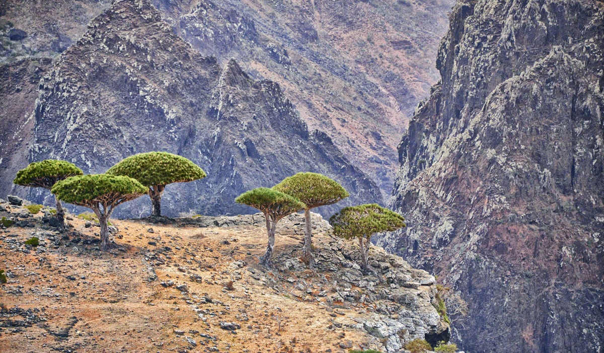 Arbre du dragon en bordure de falaise