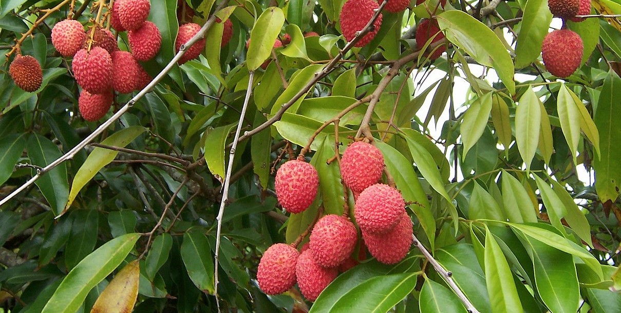 Une saison fraîche pas si fraîche que ça à la Réunion