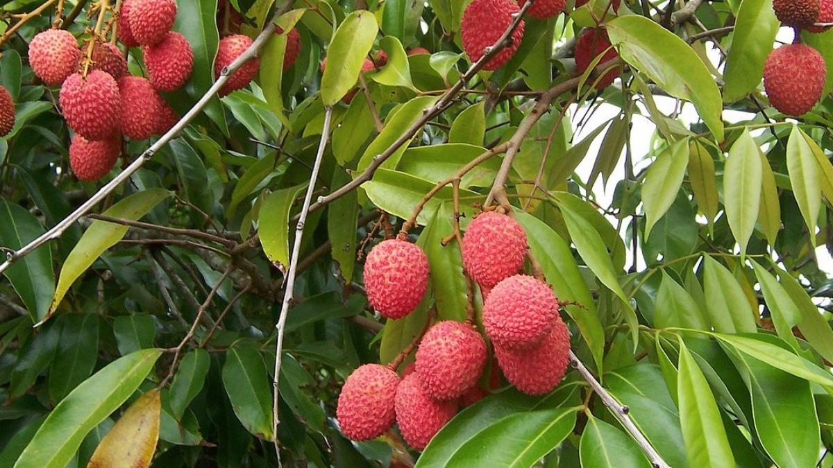 Une saison fraîche pas si fraîche que ça à la Réunion