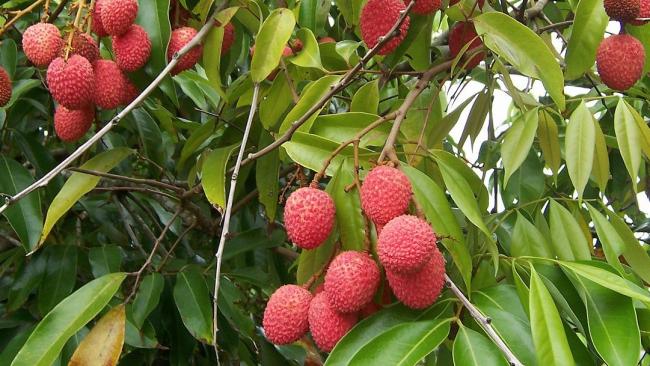Une saison fraîche pas si fraîche que ça à la Réunion