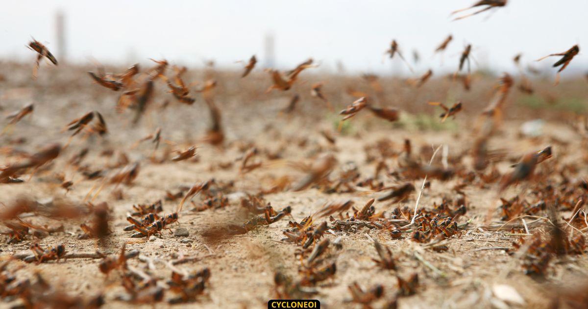 Madagascar : La tempête JUDE a favorisé la prolifération de criquet