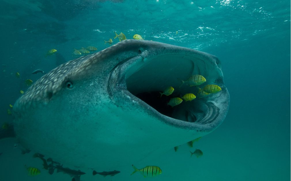 Requin baleine dans les eaux de Mafia (originaldiving.com)