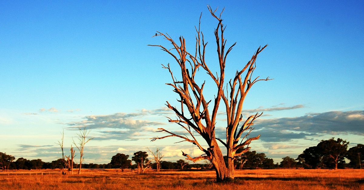 vague de chaleur en australie