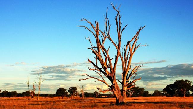 Vague de chaleur extrême en Australie avec près de 50°c par endroit