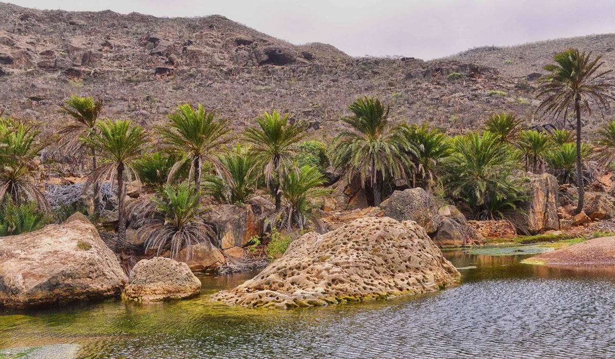 Oasis sur Socotra
